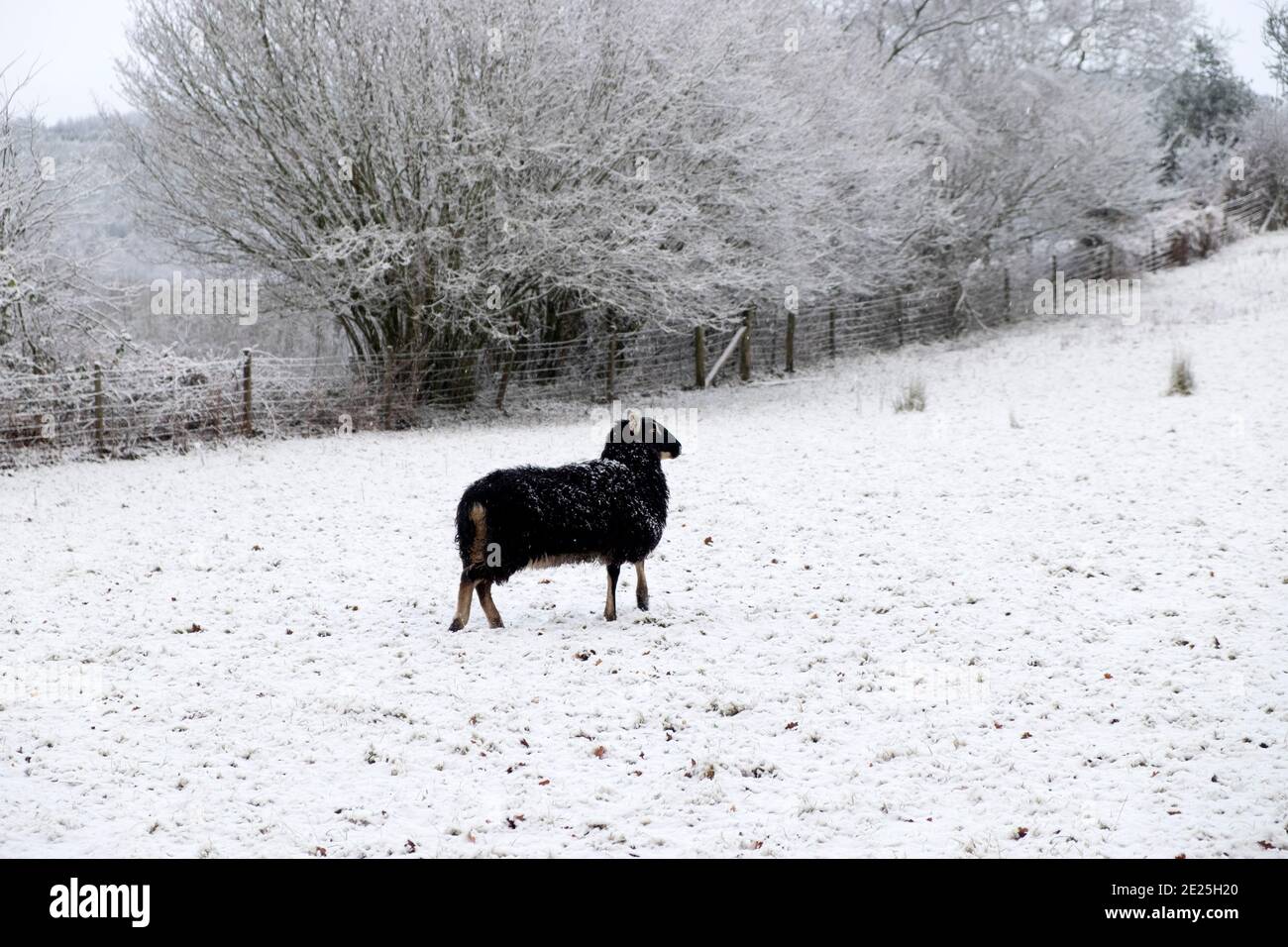 Black Welsh Mountain Sheep pecora in piedi nella bianca neve d'inverno Paesaggio rurale Carmarthenshire campagna dicembre 2020 Galles UK KATHY DEWITT Foto Stock