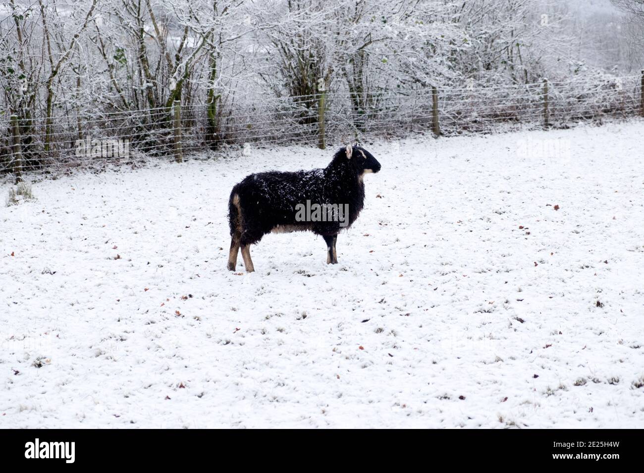 Black Welsh Mountain Sheep pecora in piedi nella bianca neve d'inverno Paesaggio rurale Carmarthenshire campagna dicembre 2020 Galles UK KATHY DEWITT Foto Stock