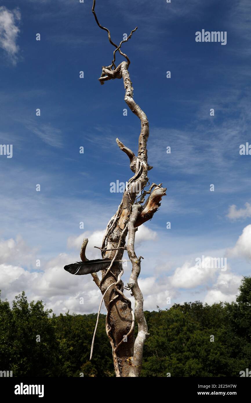 Albero morto a Eure, Francia Foto Stock