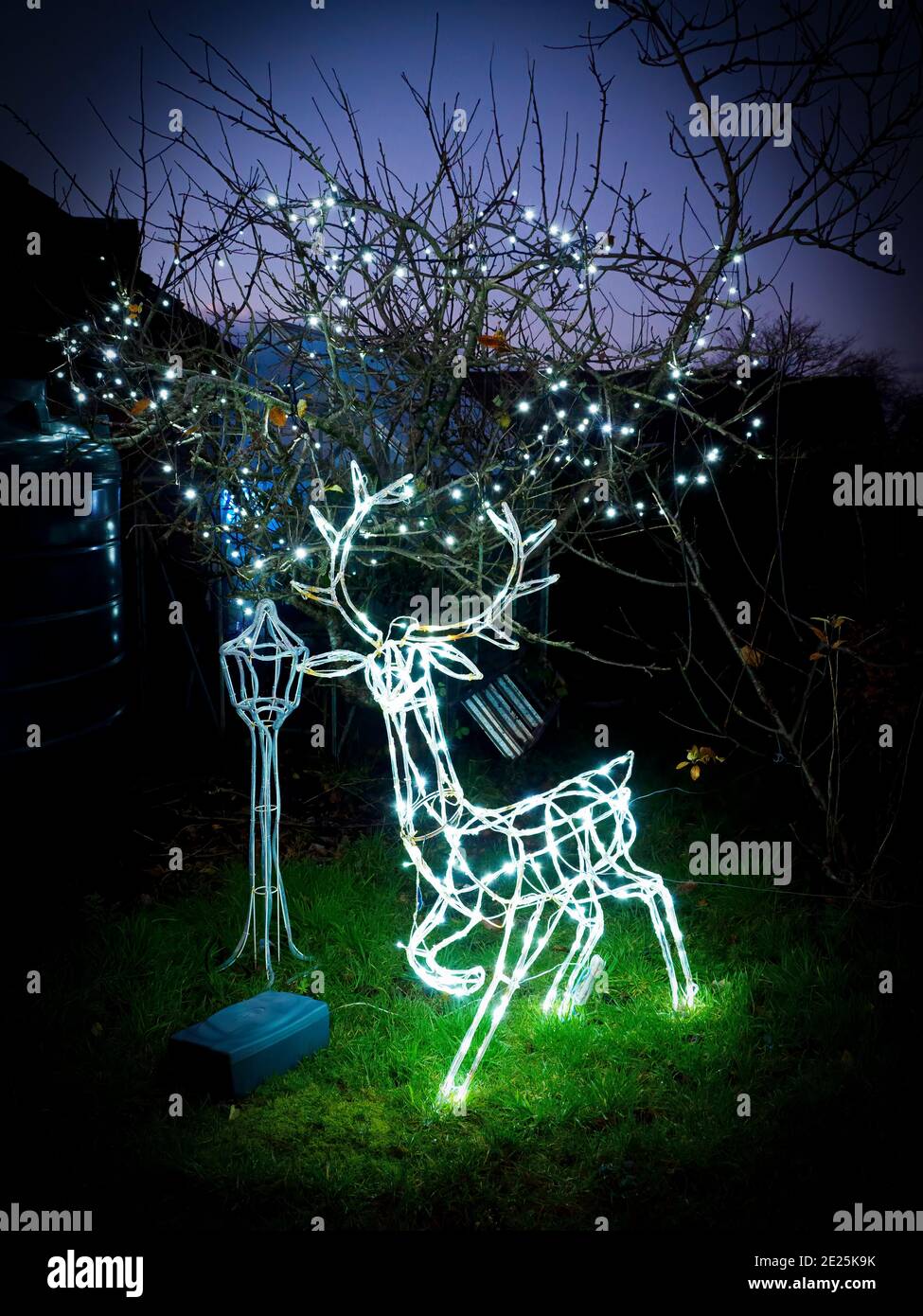 Mostra di luce del giardino di Natale delle renne, Devon, Regno Unito Foto Stock