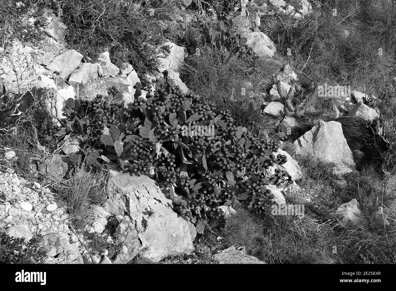 Cactus in frutta sulla scogliera a Cap de la Neu, Javea, Spagna Foto Stock