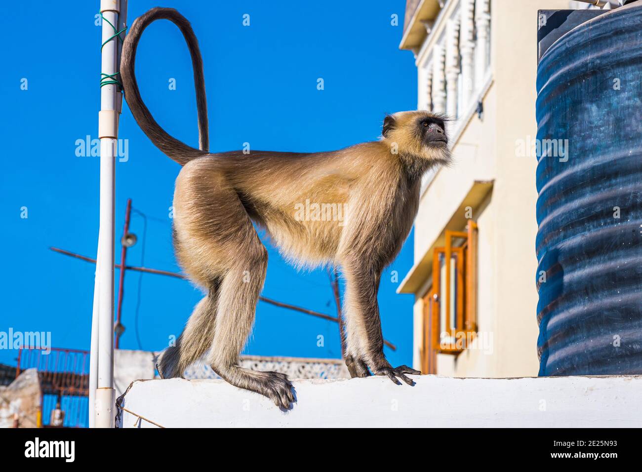 Animali selvatici nella città in India: Un langur grigio (Semnopithecus dussumerieri) visita un tetto di una casa residenziale a Udaipur. Foto Stock Animali selvatici nella città in India: Un langur grigio (Semnopithecus dussumerieri) visita un tetto di una casa residenziale a Udaipur. Foto Stock