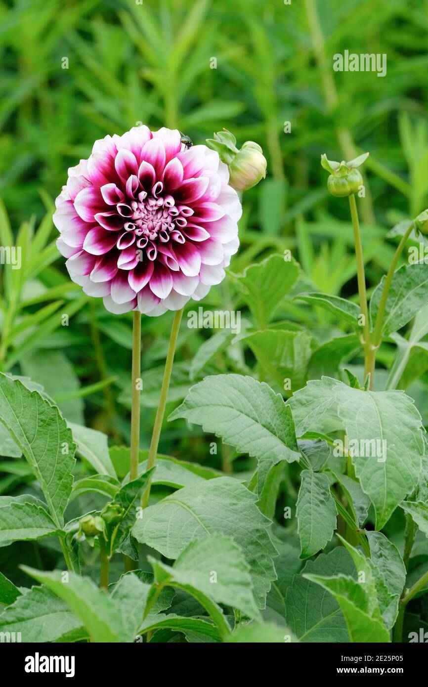 Fiore singolo di viola e bianco bicolore piccolo, decorativo Dahlia ‘Edinburgh’ Foto Stock