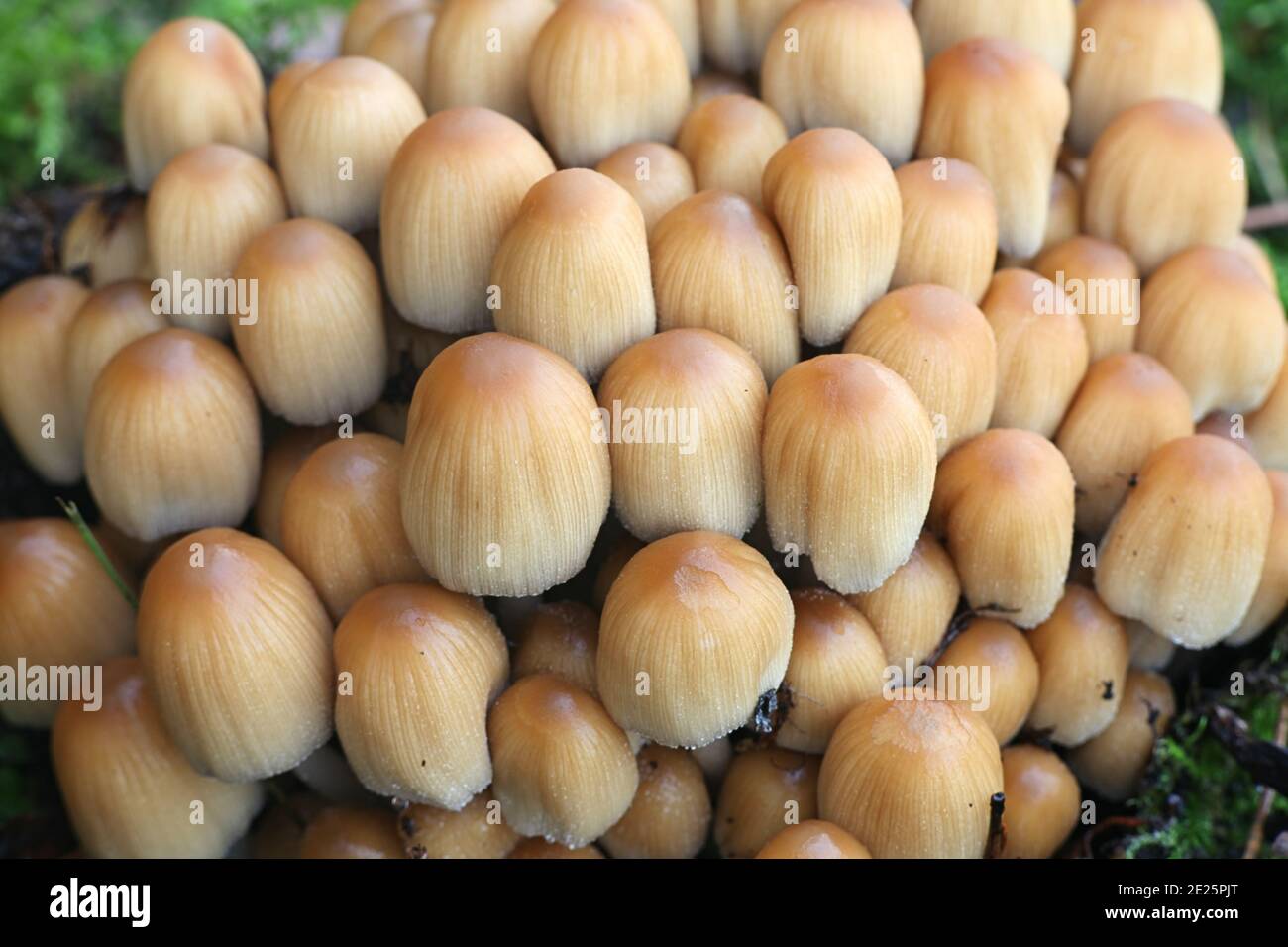 Coprinellus micaceus, detto anche Coprinus micaceus, comunemente noto come Glistering Inkcap, fungo selvatico della Finlandia Foto Stock