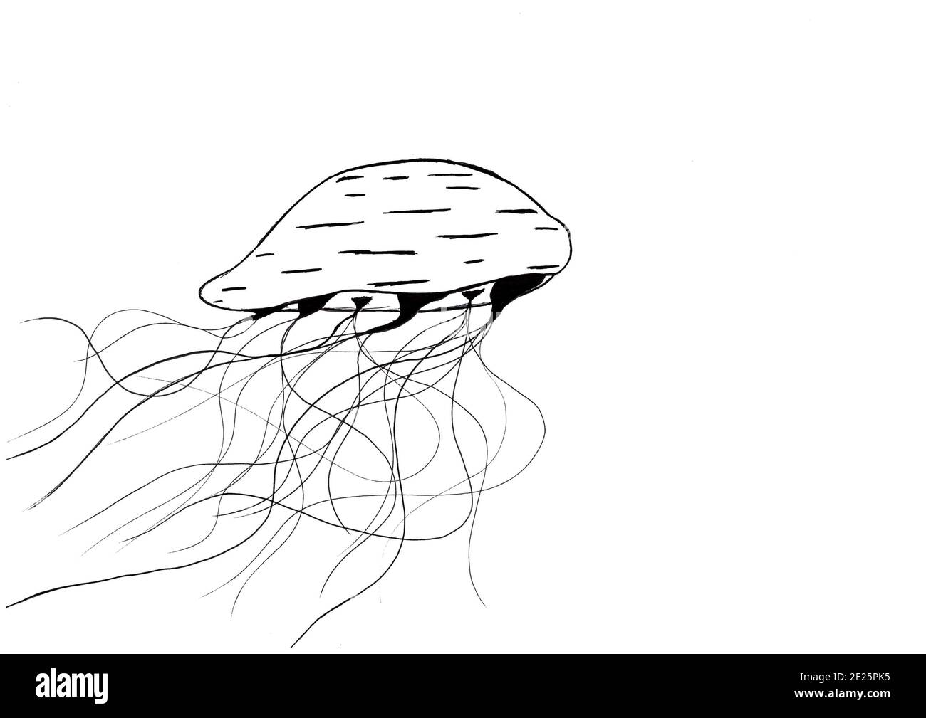 Città del Capo Sud Africa - 13-08-2019 Illustrazione stile inchiostro. La maestosa medusa che galleggia da sola. Circondato dal nulla. Foto Stock