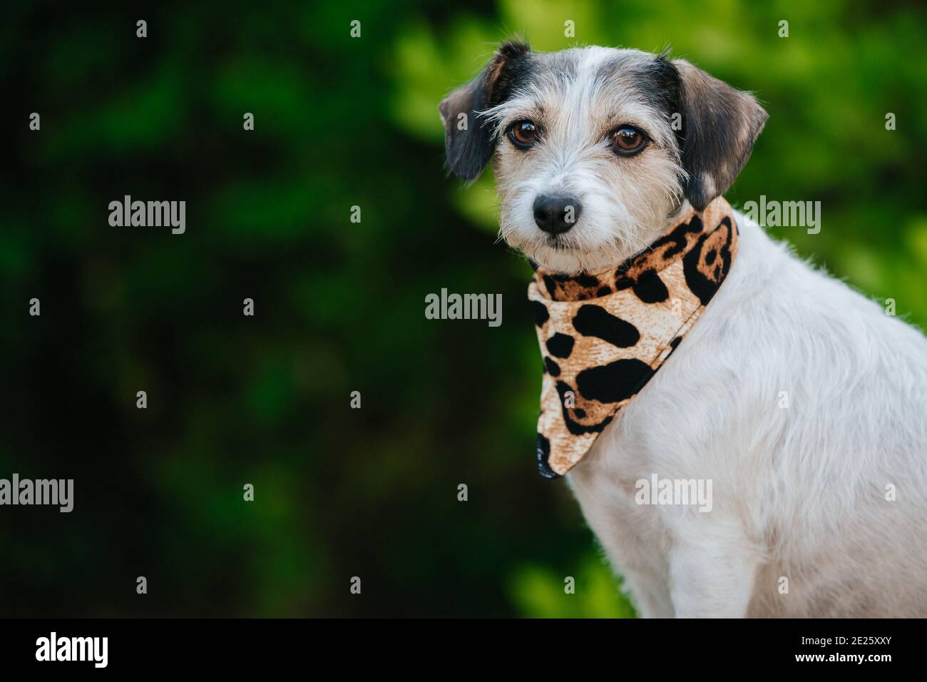 Primo piano di Jack Russell Terrier con un collare ghepardo su uno sfondo verde bokeh Foto Stock