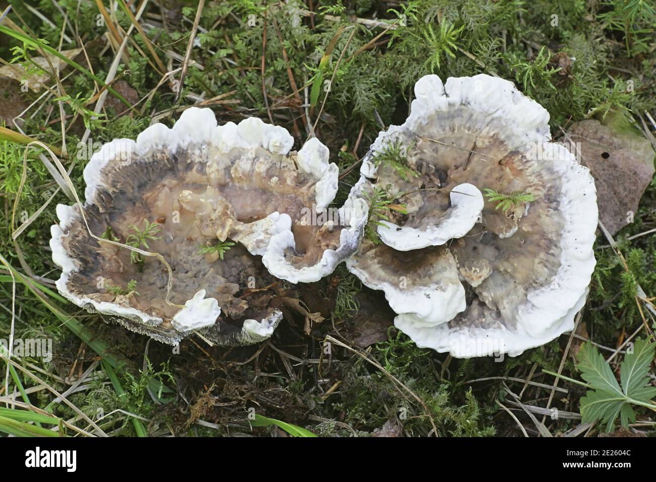 Hydnellum suaveolens, un fungo dentario finlandese senza nome inglese comune Foto Stock