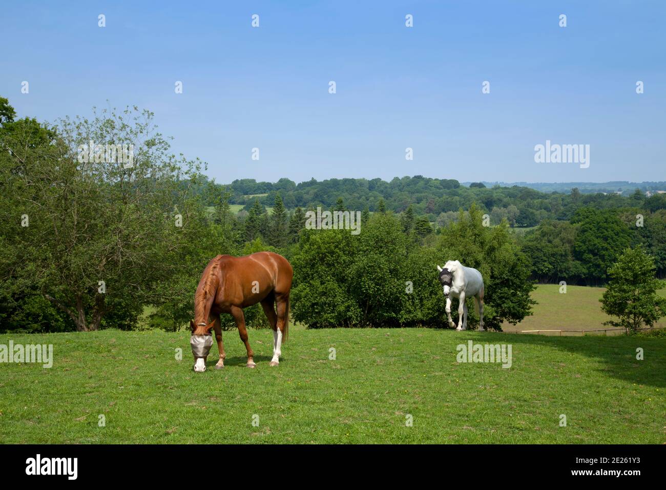 Paddock con 2 cavalli che indossano maschere a mosca, castagno e bianco, su una collina con vista in lontananza campagna in estate Foto Stock