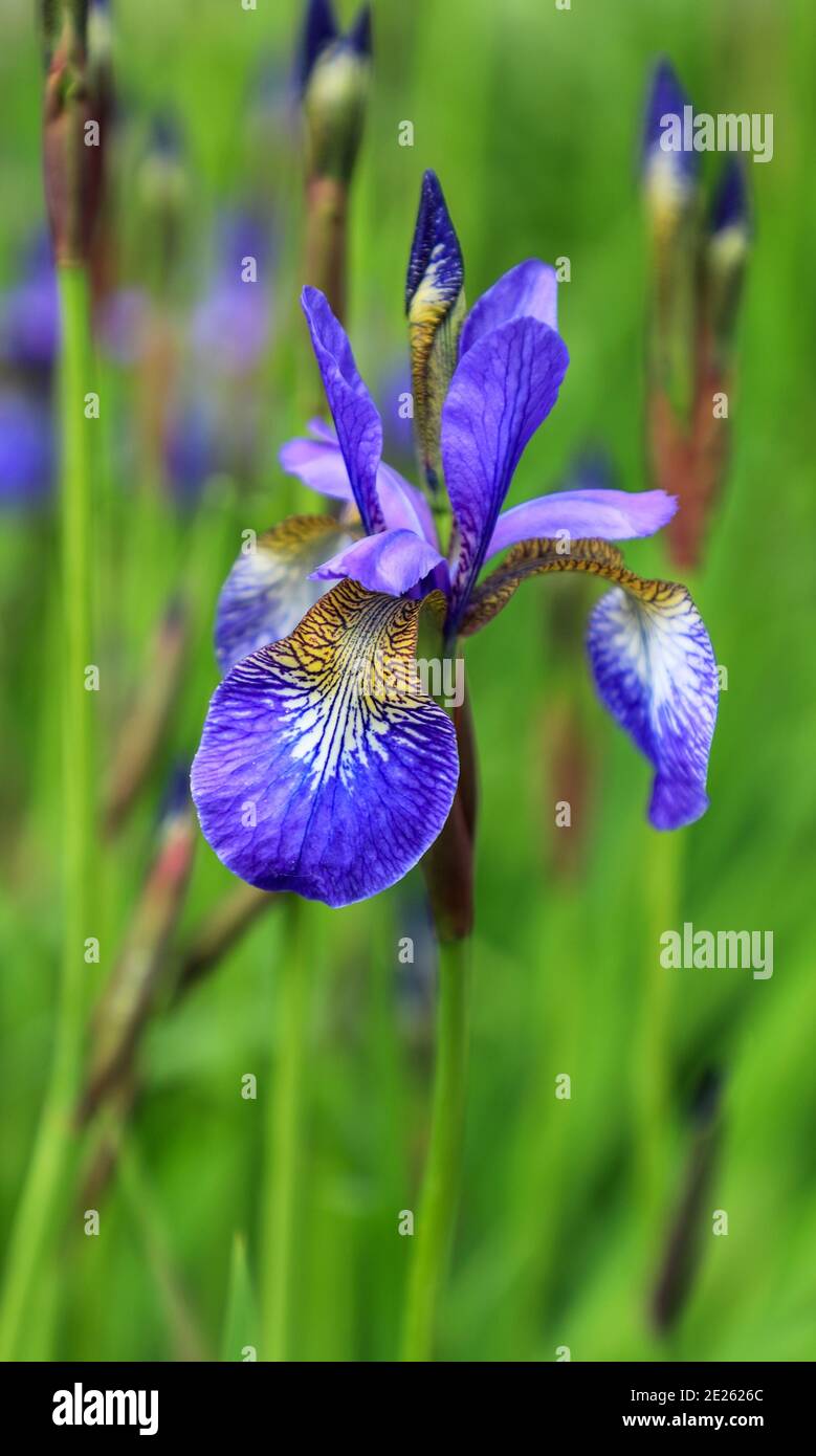 Blue Flag Iris (Iris versicolor), Bodnant Gardens, tal-y-Cafn, Conwy, Galles, Regno Unito Foto Stock