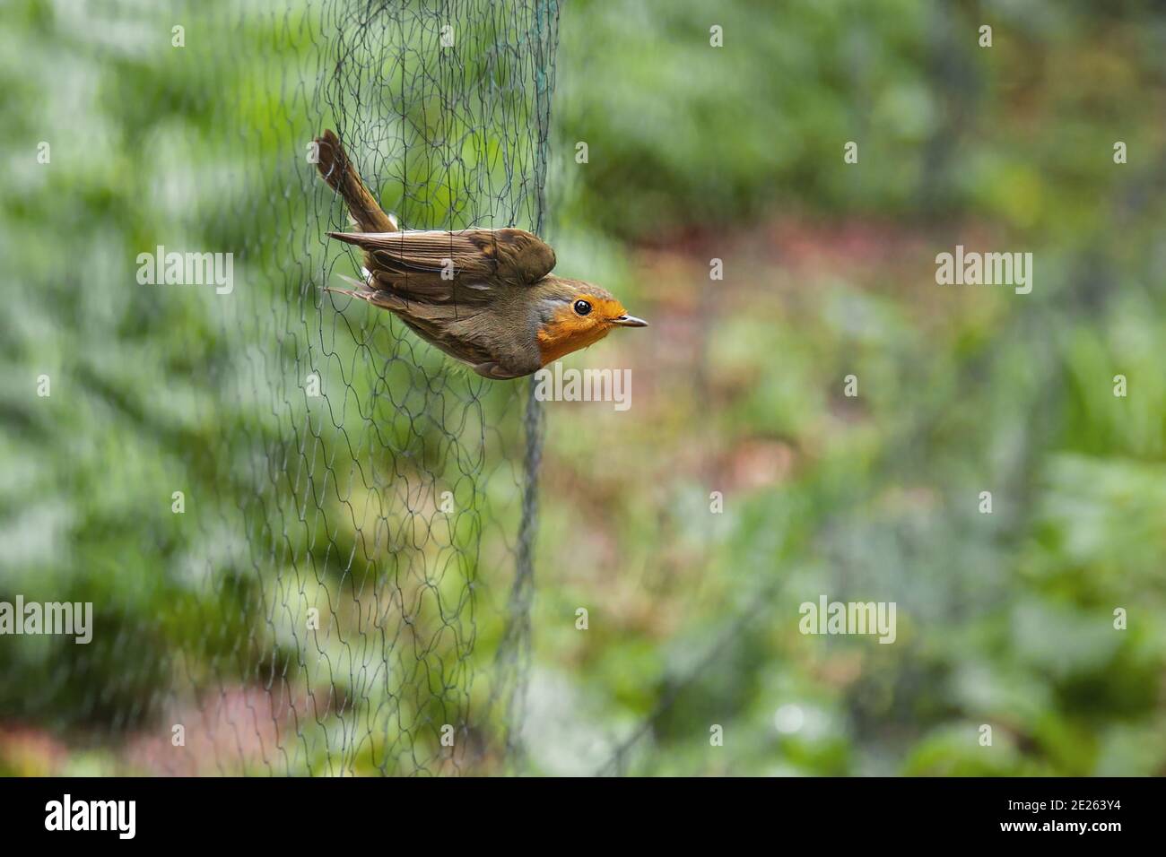 European Robin (Erithacus rubecula) catturato nella rete di nebbia durante il ringing scientifico dell'uccello, Germania Foto Stock