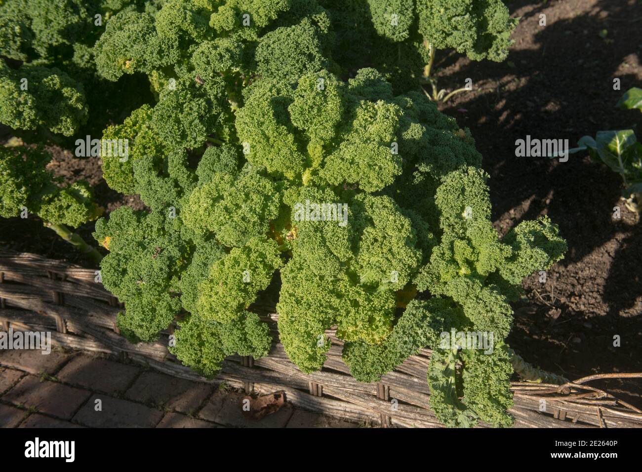 Raccolto di Autunno Casa coltivata nana biologica verde arricciato Kale (Brassica oleracea 'Acephala Group') Crescere su un'assegnazione in un giardino vegetale in Rurale Foto Stock