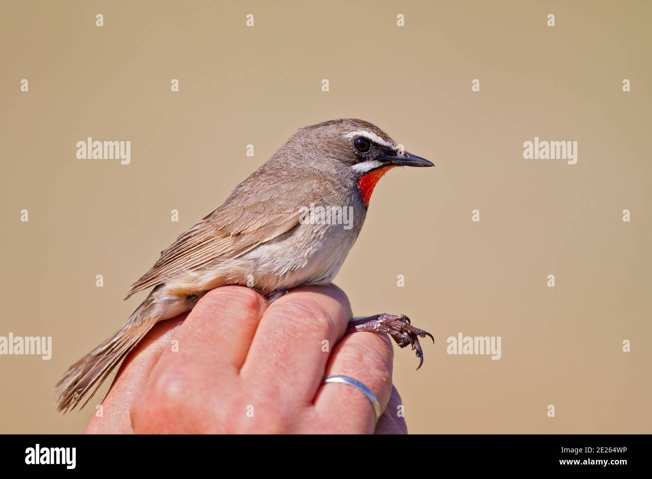 Rubygola siberiana (Calliope calliope) tenuto da ornitologo e suoneria per gli uccelli scientifici che suonano, Lago di Huvsgol, Mongolia Foto Stock