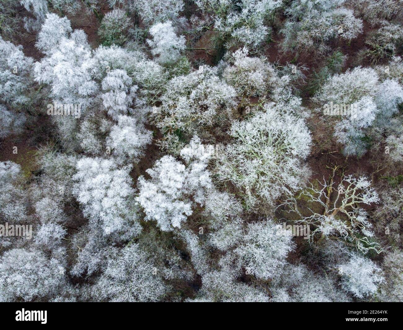 Alberi bianchi con brina nella New Forest, Hampshire Foto Stock