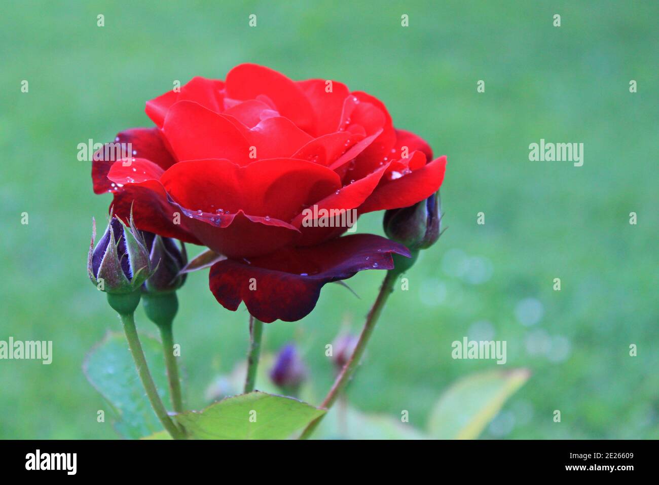 Rosa rossa fresca con gocce d'acqua su sfondo verde Foto Stock