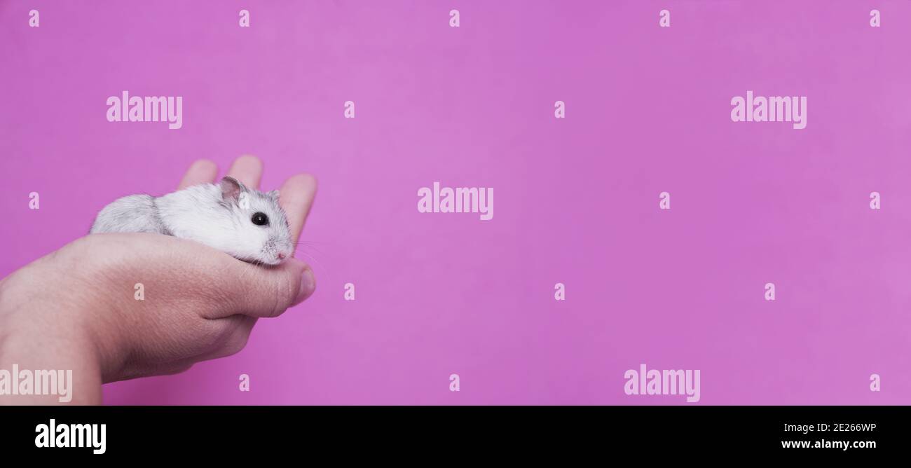 Mano che tiene un criceto Dzungarian bianco e grigio su un sfondo rosa Foto Stock