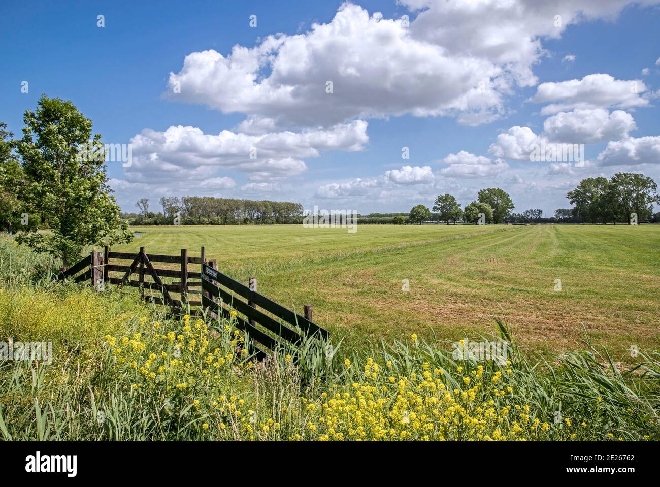 Cancello di legno in prato appena falciato / prato in olandese polder paesaggio, Leerdam, Utrecht, Paesi Bassi Foto Stock