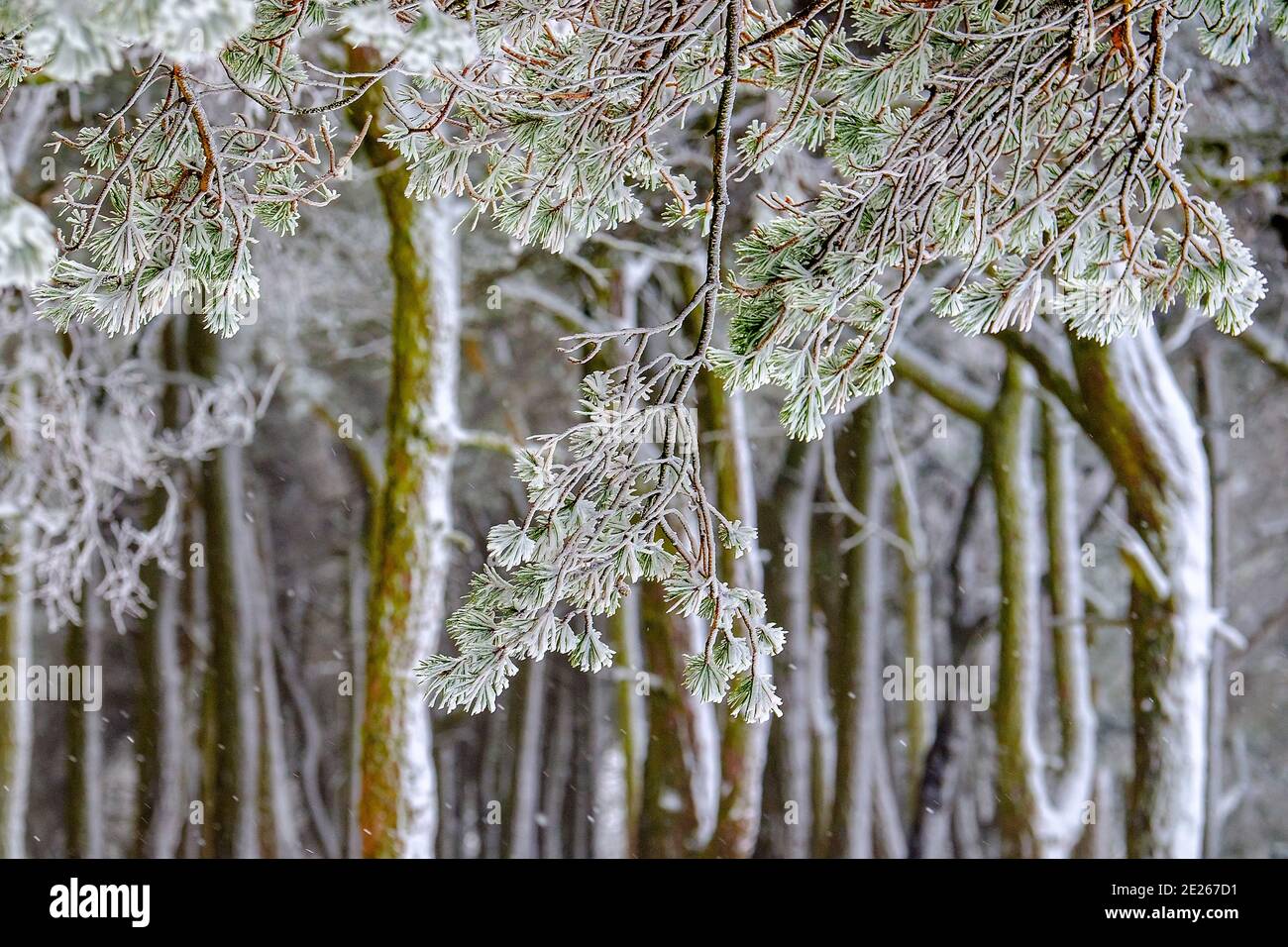 Metà inverno in un bosco di Peak District Foto Stock