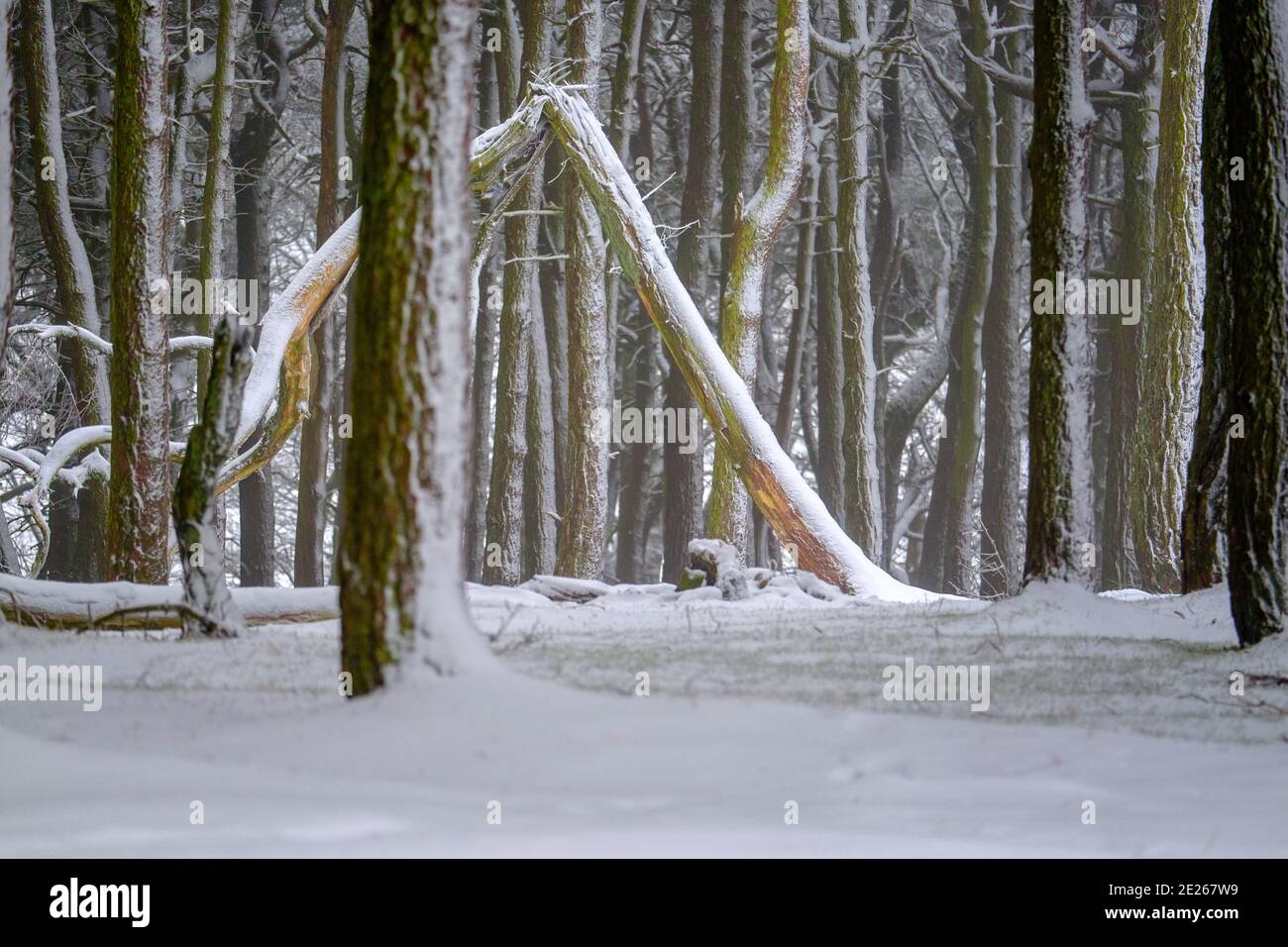 Metà inverno in un bosco di Peak District Foto Stock