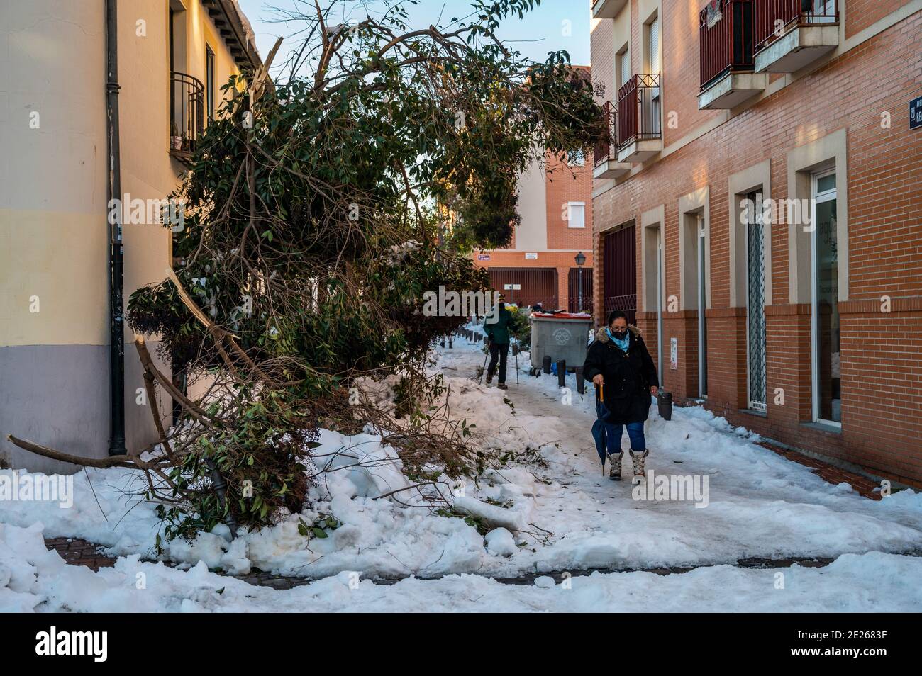 Madrid, Spagna. 12 gennaio 2021. I pedoni camminano lungo un sentiero innevato con alberi caduti e rami nel quartiere Vicalvaro di Madrid causato dalla tempesta 'Filomena'. La tempesta ha causato la più grande nevicata da 50 anni. Il governo prenderà in considerazione la possibilità di dichiarare Madrid una zona catastrofica. Credit: Marcos del Mazo/Alamy Live News Foto Stock