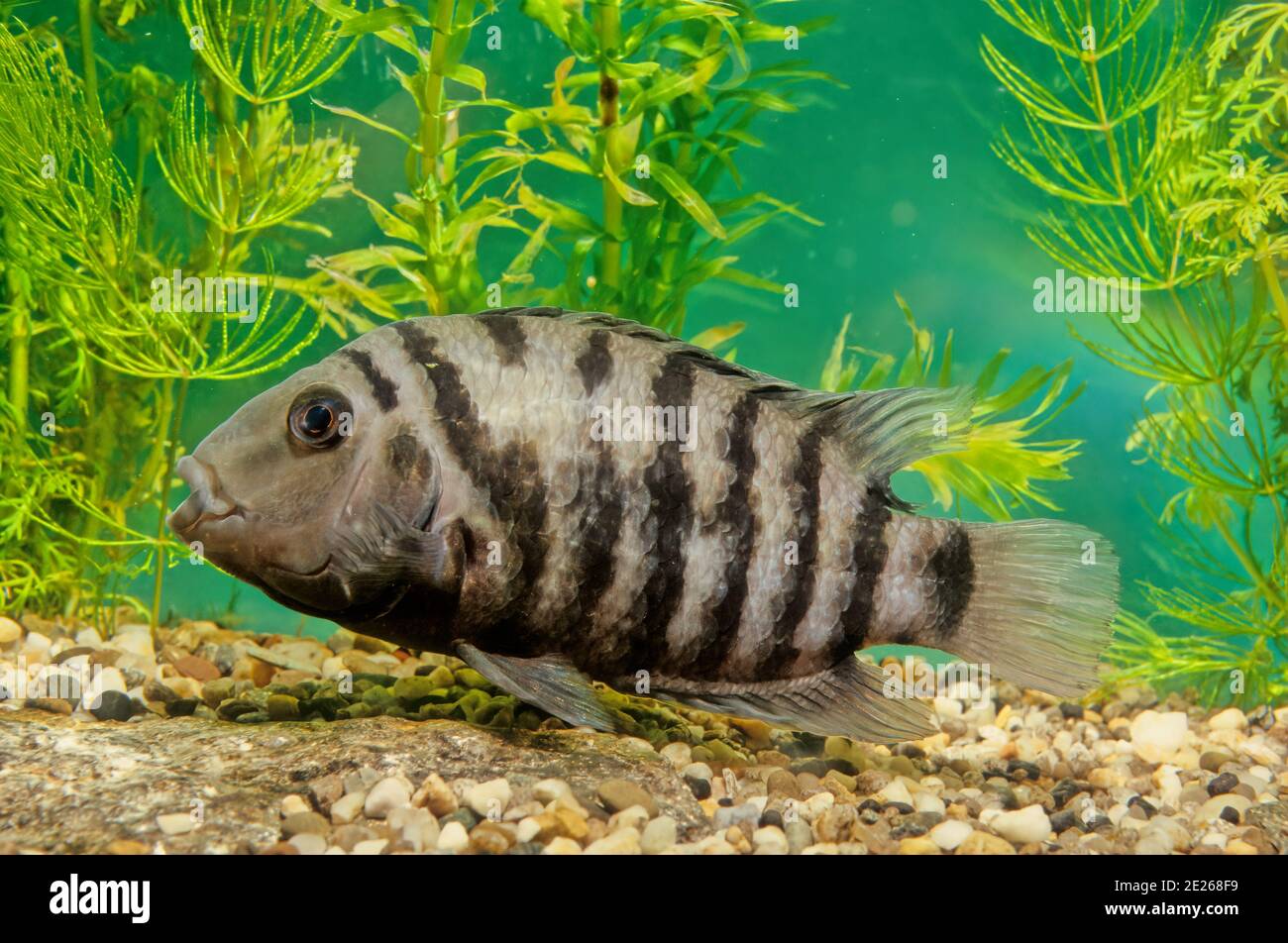 Il carcerato cichlid (Amatitlania nigromasciata) è una specie di pesci della famiglia Cichlidae, originaria dell'America Centrale, nota anche come zebra cichli Foto Stock