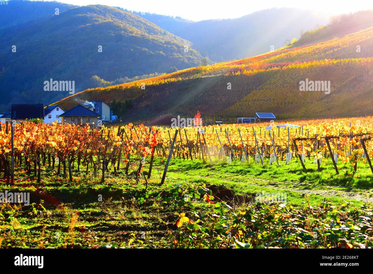 Vigneti nella valle dell'Ahr con colori brucianti 'colline brucianti' Foto Stock