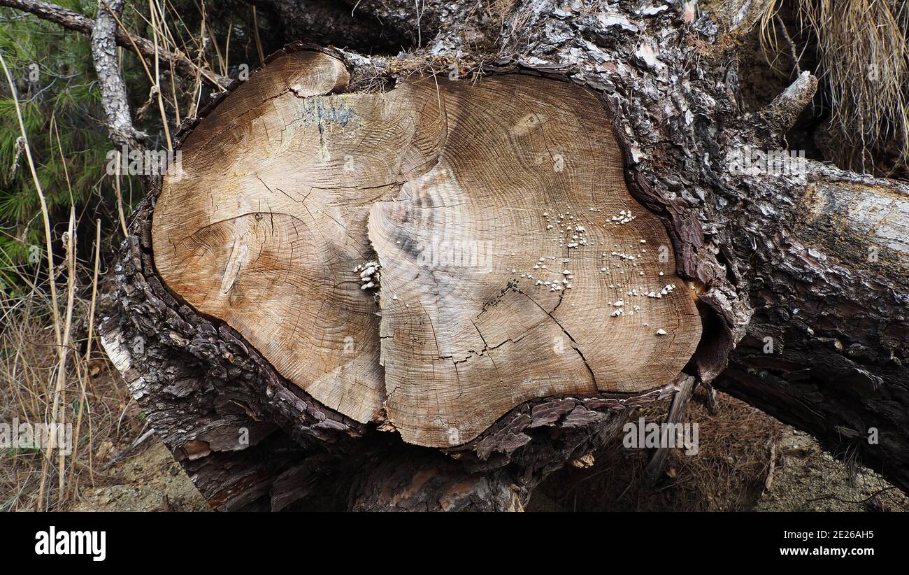 Tagliare tronco di pino nella foresta di Kassandra in Halkidiki Grecia Foto Stock