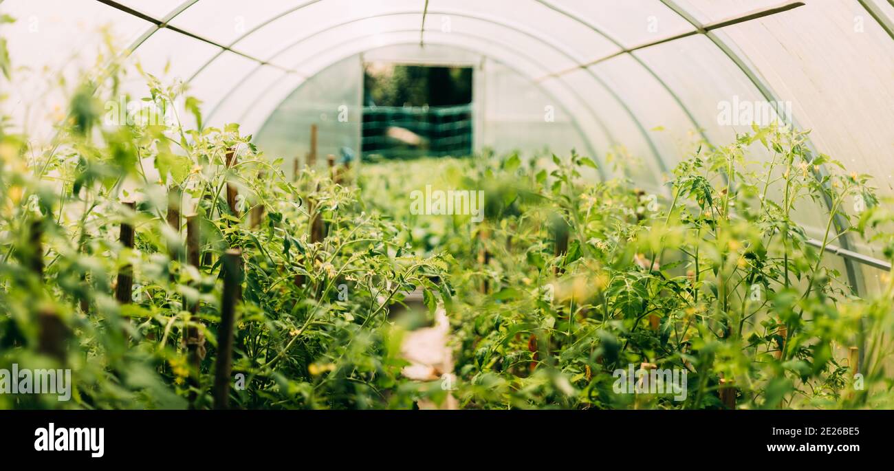 Bush di pomodori vegetali che crescono in letti rialzati in verdure Giardino o attico o serra Foto Stock