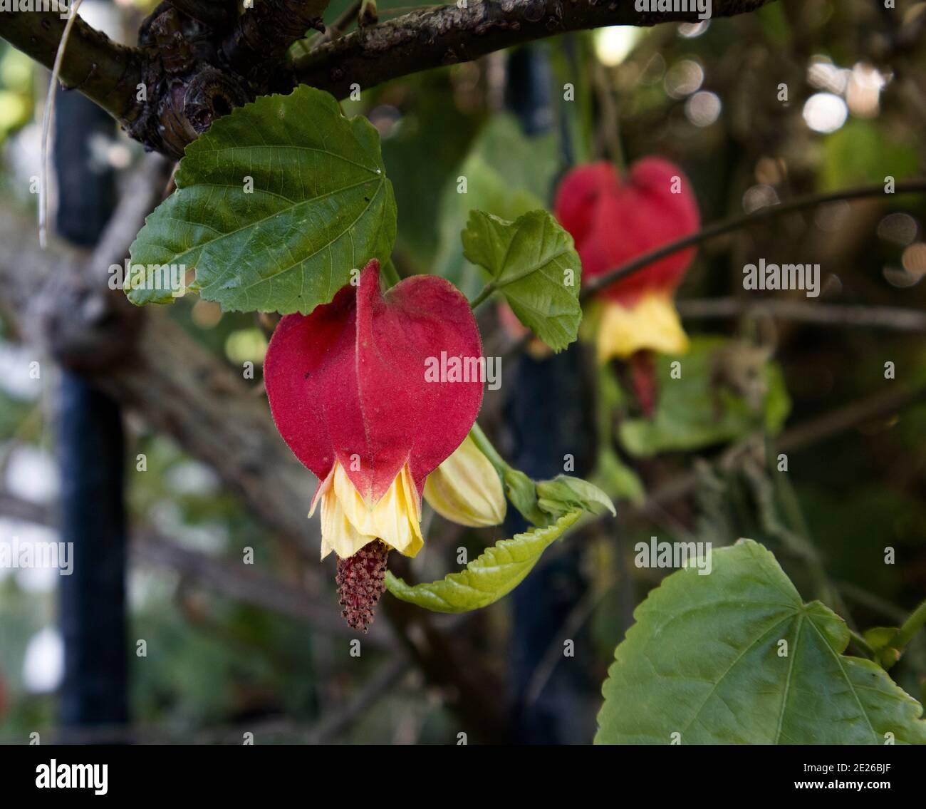 Abutilon megapotamicum trailing abutilon fiori rossi a forma di lanterna con petali gialli, gennaio, Inghilterra, Regno Unito Foto Stock