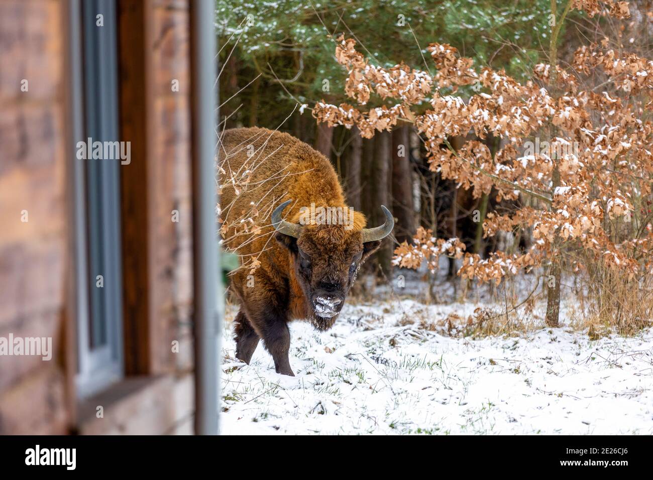 Bisonte europeo (bonasus bisonte) nella foresta di Białowieza in giorno d'inverno Foto Stock