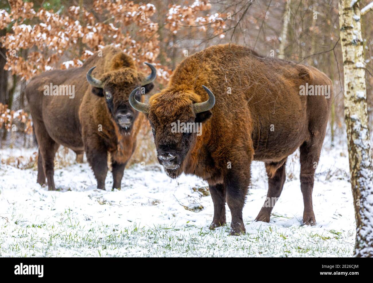 Bisonte europeo (bonasus bisonte) nella foresta di Białowieza in giorno d'inverno Foto Stock