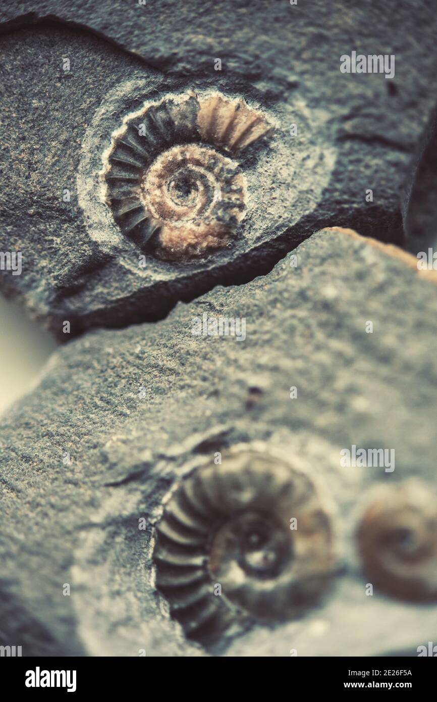 Primo piano di fossili di ammonite Foto Stock