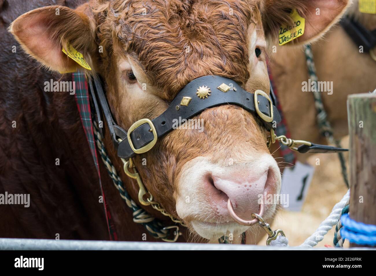 Bestiame di razza rara ad uno spettacolo agricolo Foto Stock