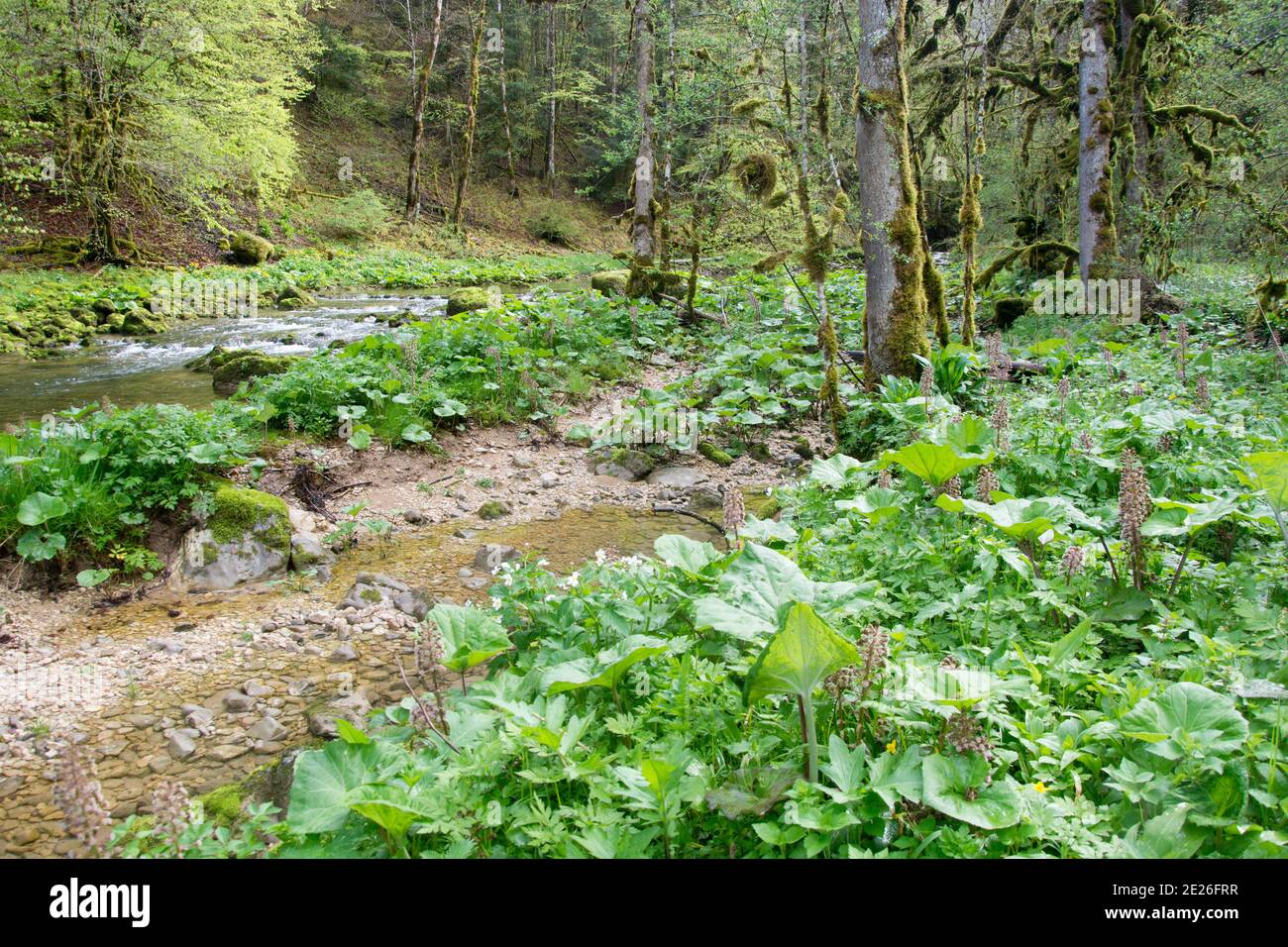 Wilde Auenlandschaft im Vallée du Dessoubre im französichen Jura Foto Stock