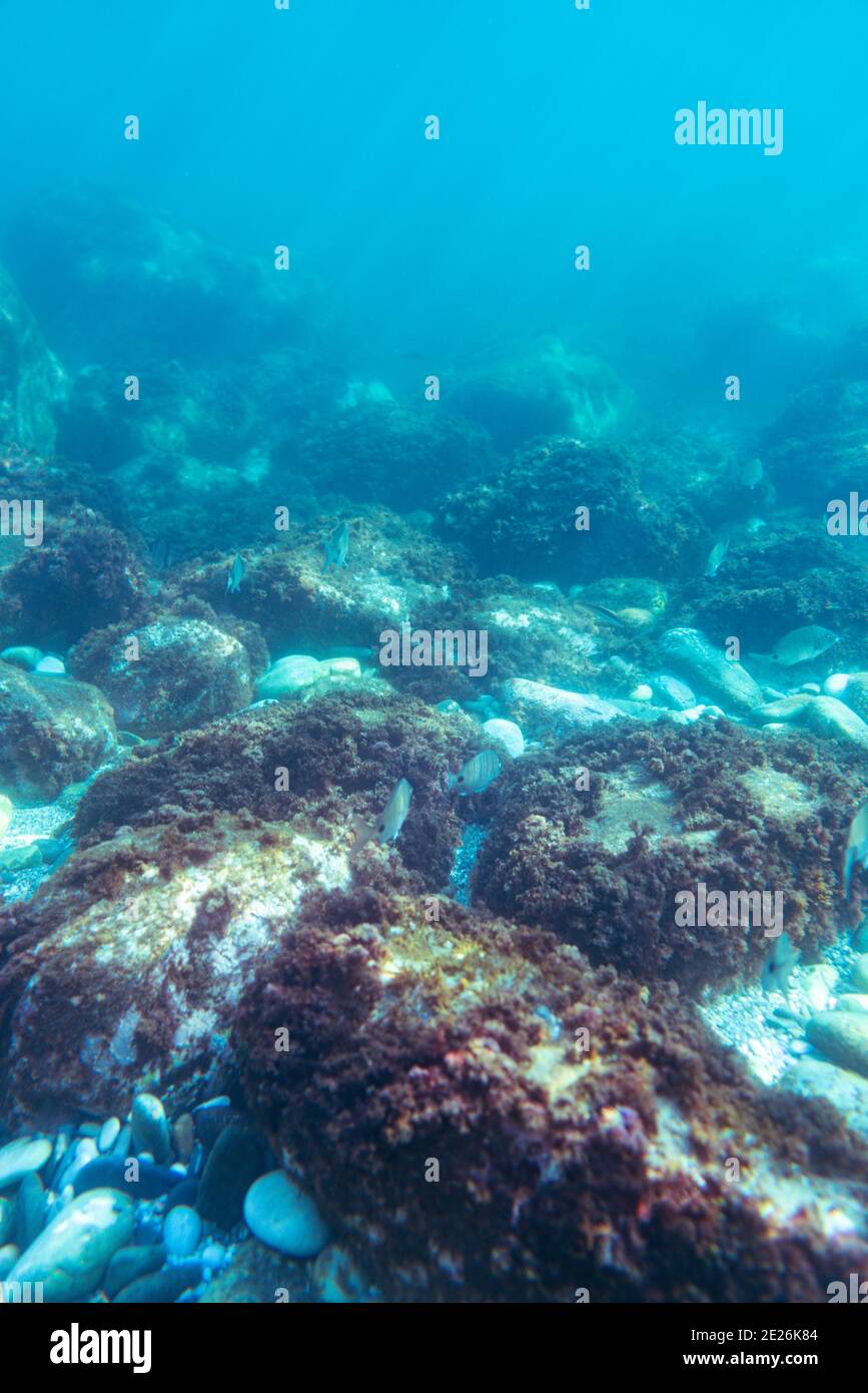 Foto subacquea vicino alla costa della flora e della fauna su fondale roccioso Foto Stock