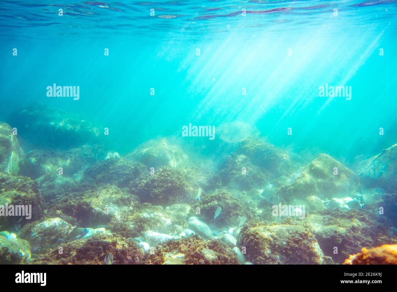 Foto subacquea vicino alla costa della flora e della fauna su fondale roccioso Foto Stock