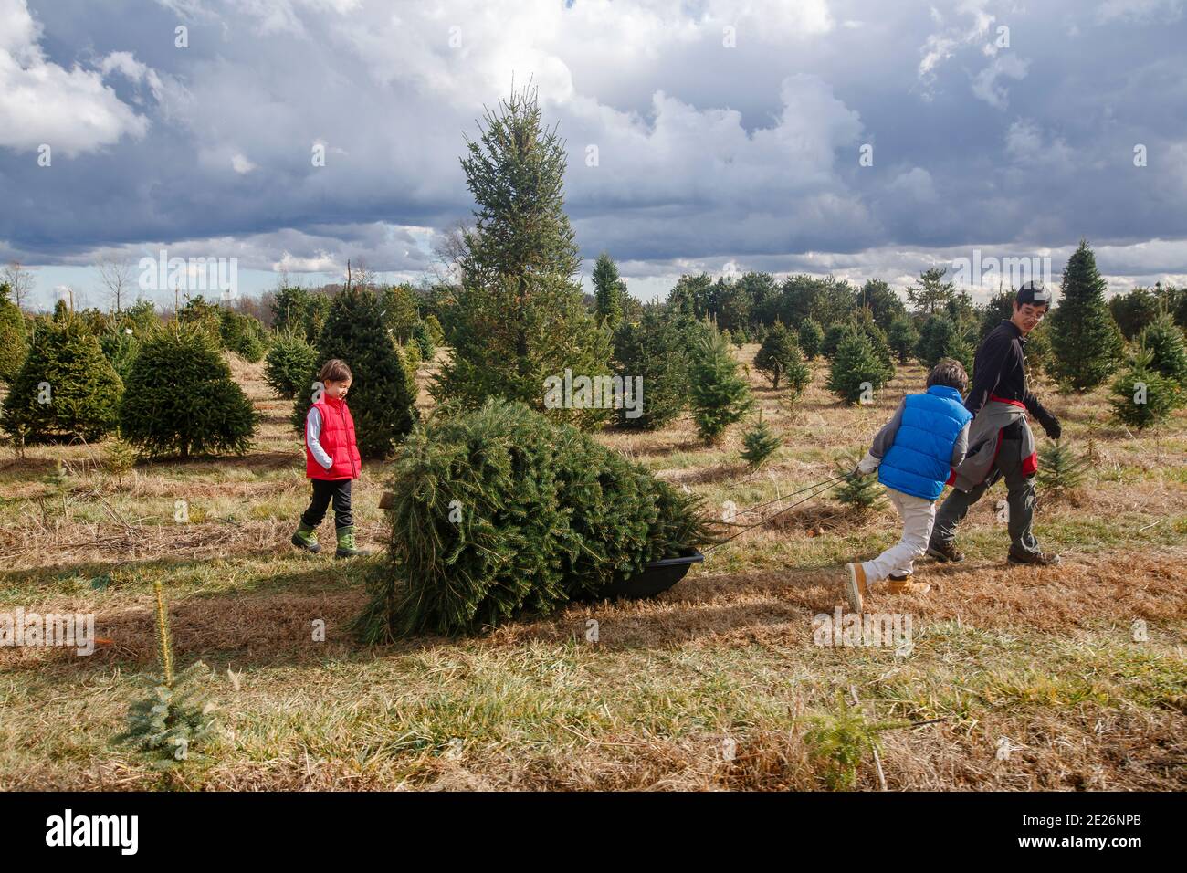 Vista distante della famiglia che tira l'albero sulla slitta attraverso l'albero fattoria Foto Stock