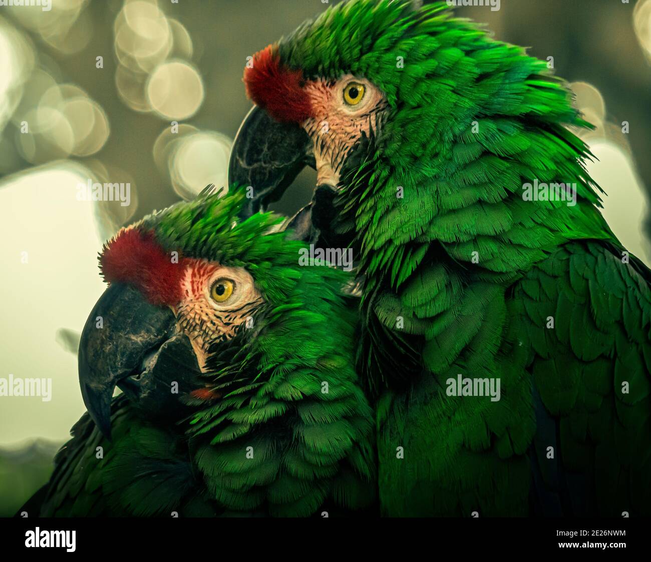 Ritratto di due grandi macaws verdi sotto le luci contro uno sfondo sfocato con luce bokeh Foto Stock
