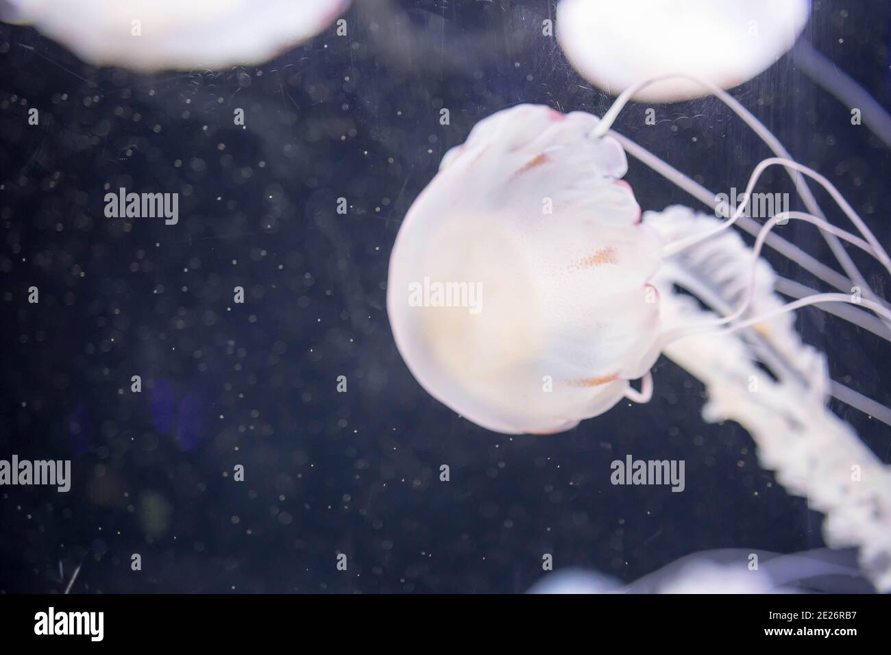 Pesci di gelatina di colore bianco sfocato che galleggiano sulle acque con lunghi tentacoli. Bianche acque del Pacifico Foto Stock