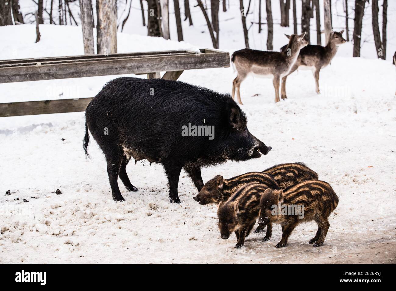 Parc Omega, Canada, 2 gennaio 2021 - la famiglia di cinghiali vagare nel Parco Omega Foto Stock