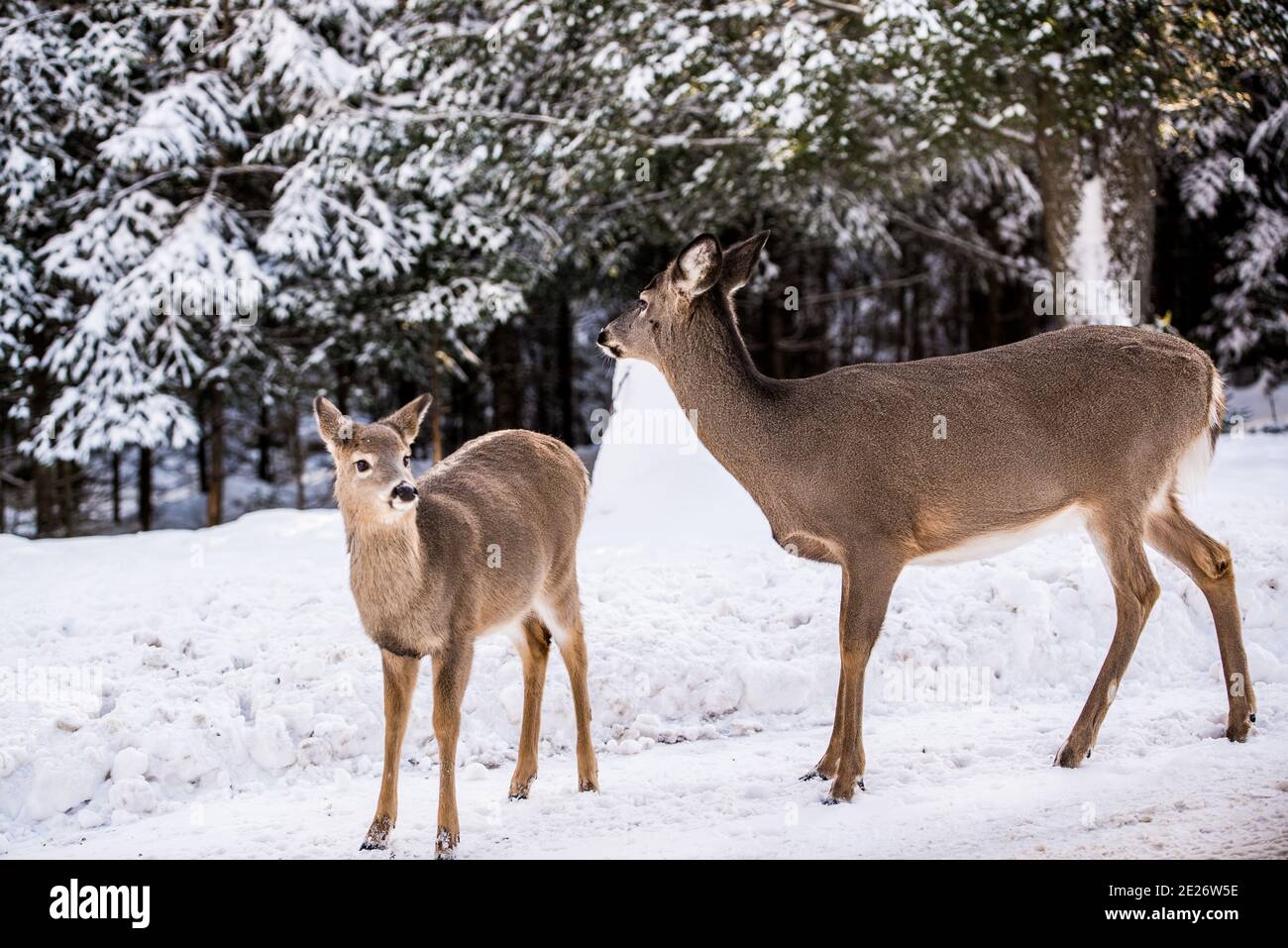Parc Omega, Canada, 2 gennaio 2021 - alce in roaming nella foresta di neve nel Omega Park in inverno Foto Stock
