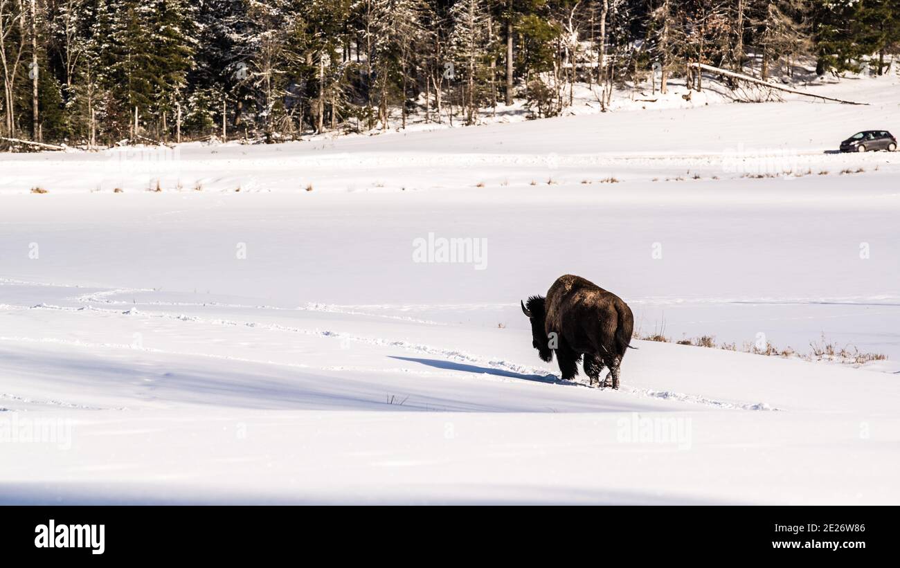Parc Omega, Canada, 2 gennaio 2021 - il bisonte che vagano nella foresta di neve nel Omega Park in Canada Foto Stock