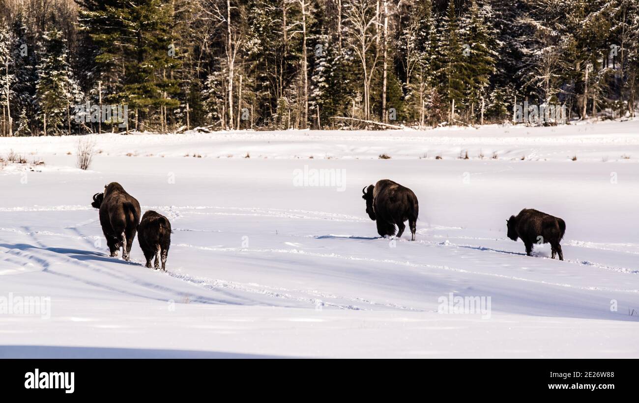 Parc Omega, Canada, 2 gennaio 2021 - il bisonte che vagano nella foresta di neve nel Omega Park in Canada Foto Stock