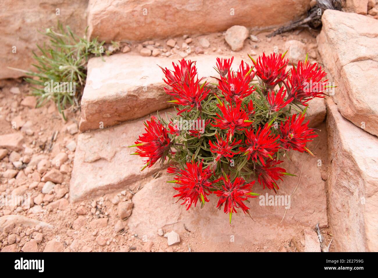 Pennello indiano fiore rosso (Castilleja scabrida) nel deserto dello Utah nel mese di maggio. Fiore della famiglia dei Broomraves (Orobanchaceae). Foto Stock