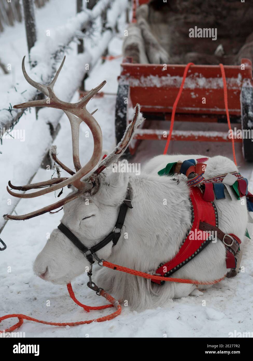 Renna in imbracatura. Renne safari in Lapponia. Cervo bianco. Villaggio di Babbo Natale a Rovaniemi. Foto Stock