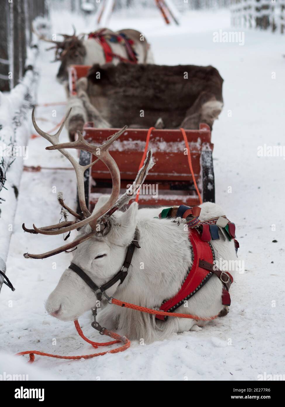 Renna in imbracatura. Renne safari in Lapponia. Cervo bianco. Villaggio di Babbo Natale a Rovaniemi. Foto Stock