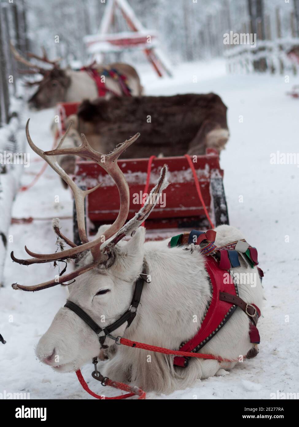 Renna in imbracatura. Renne safari in Lapponia. Cervo bianco. Villaggio di Babbo Natale a Rovaniemi. Foto Stock