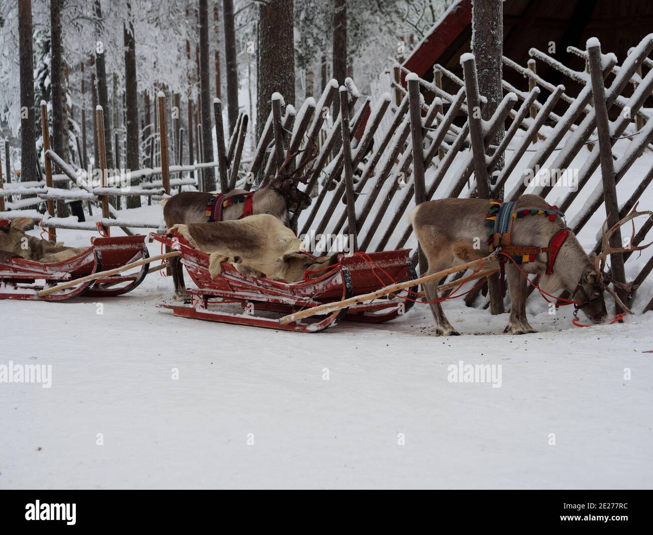 Renna in imbracatura. Renne safari in Lapponia. Cervo bianco. Villaggio di Babbo Natale a Rovaniemi. Foto Stock