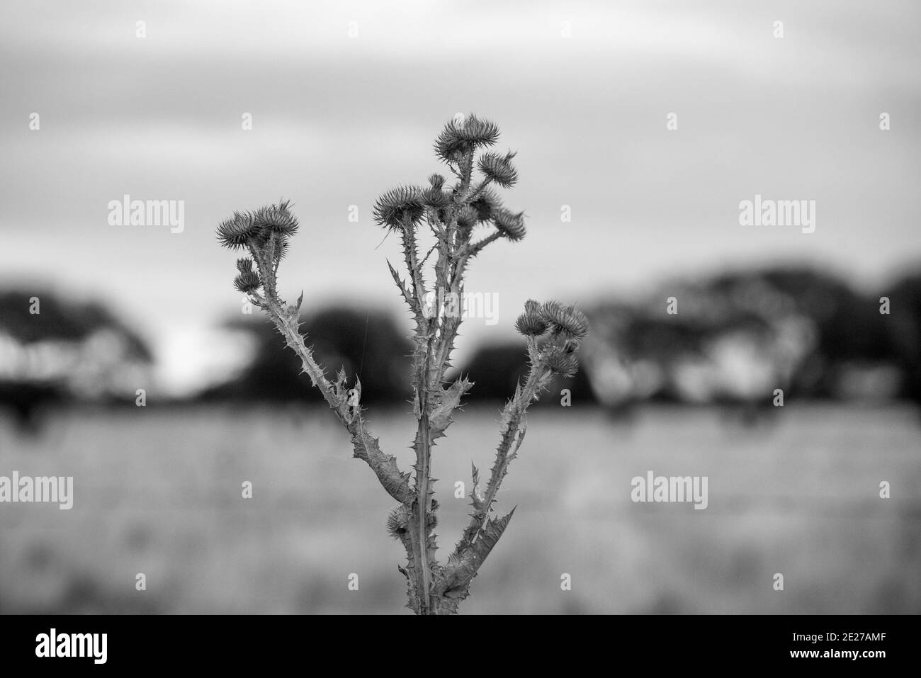 Pampas erba ambiente in pianura Pampas, provincia la Pampa, Patagonia, Argentina. Foto Stock