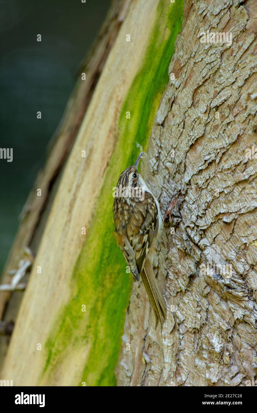 Treecreeper (Certia familiaris). Trasportando il materiale di nidificazione per nidificare la linea dietro la corteccia sciolta su un albero di Cupressus del giardino. Foto Stock