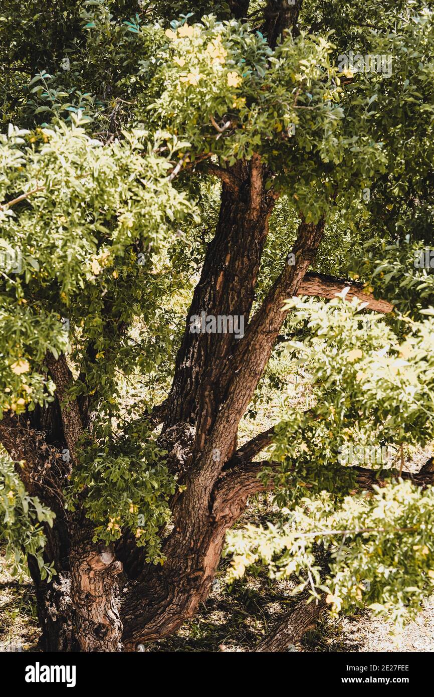 Primo piano di un albero durante l'estate Foto Stock